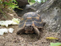 Image of Flat-backed Spider Tortoise