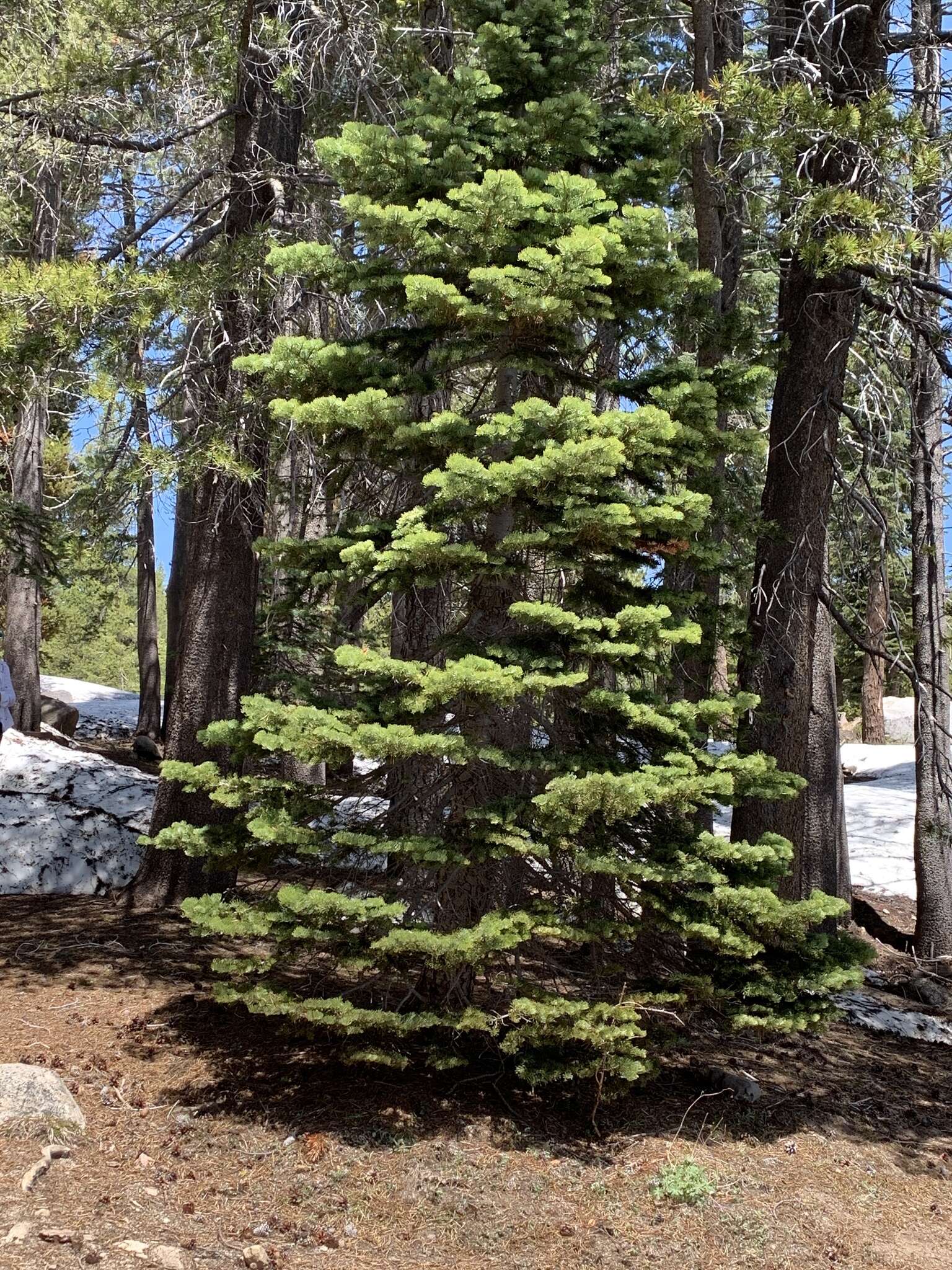 Image of California red fir