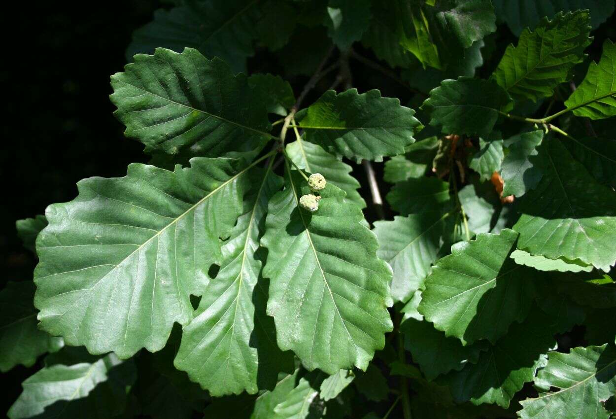 Image of Quercus hartwissiana Steven