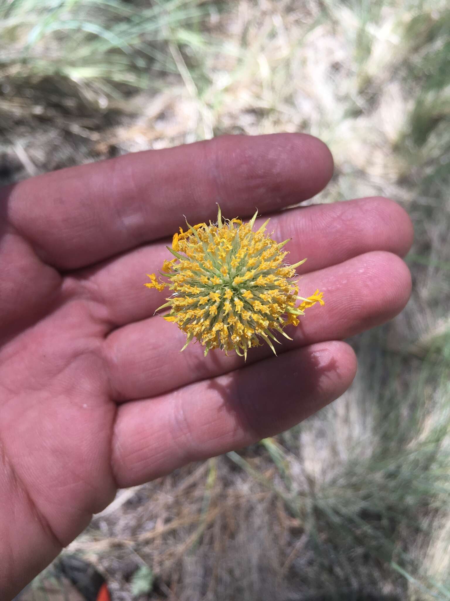 Image of Bigelow's rubberweed