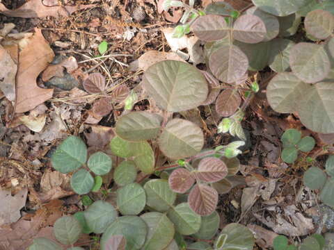 Sivun Desmodium rotundifolium (Michx.) DC. kuva