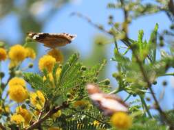 Sivun Vachellia kosiensis (P. P. Sw. ex Coates Palgr.) Kyal. & Boatwr. kuva