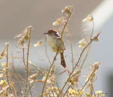 Image of Lesser Black-backed Cisticola