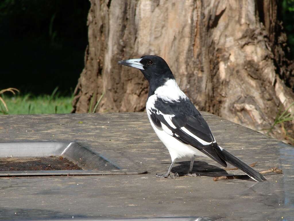 Image of Butcherbird