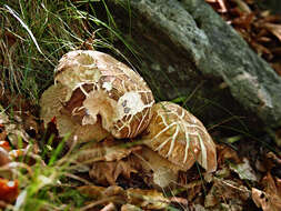 Imagem de Boletus reticulatus Schaeff. 1774