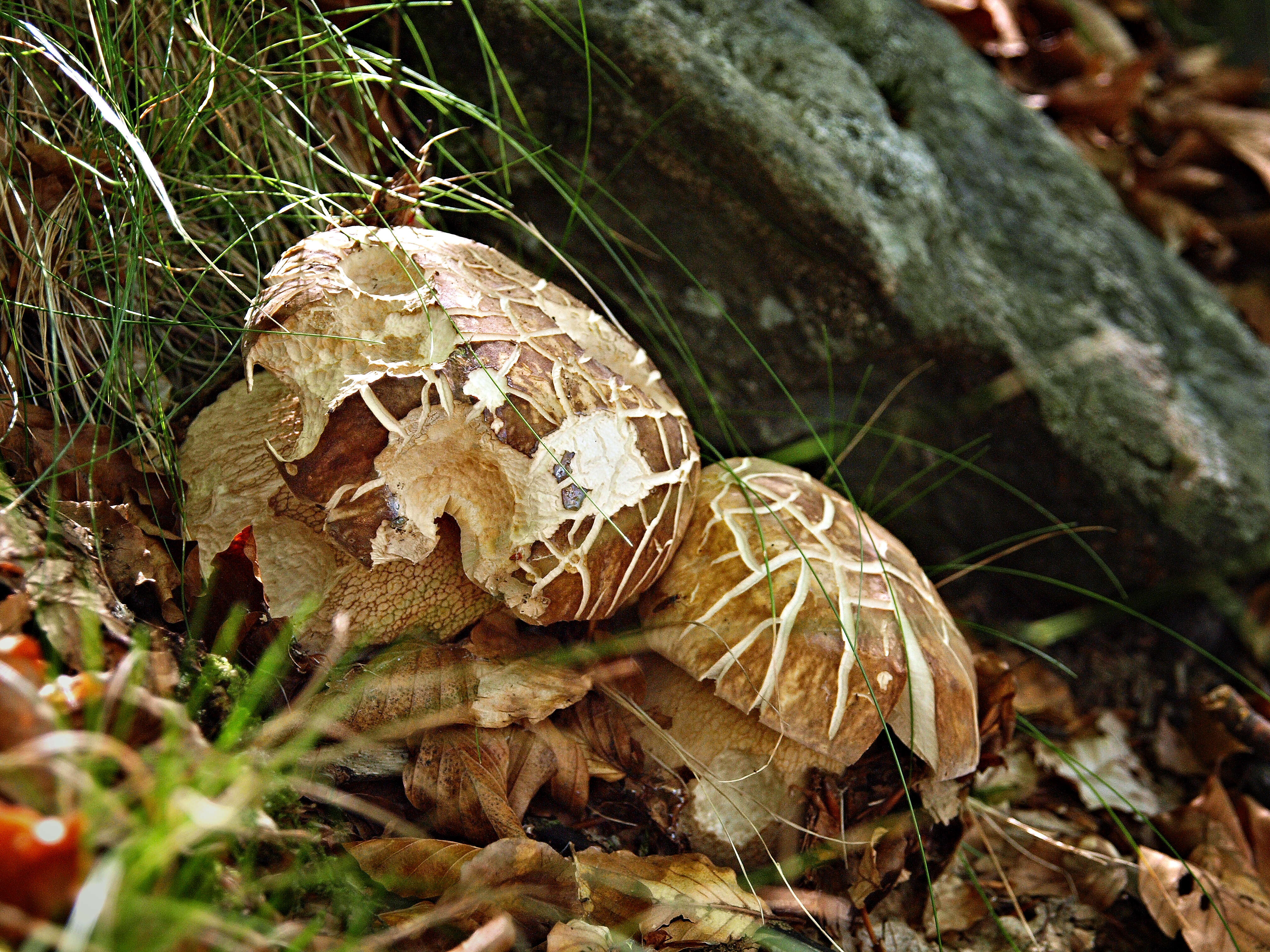 Imagem de Boletus reticulatus Schaeff. 1774