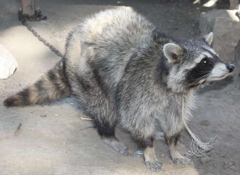 Image of raccoons