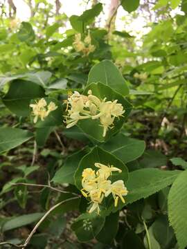 Image of grape honeysuckle