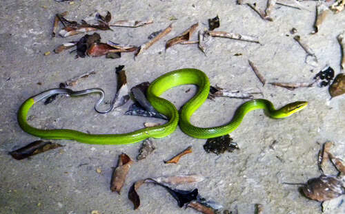 Plancia ëd Gonyosoma oxycephalum (F. Boie 1827)