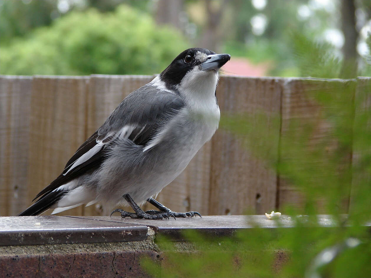 Image of Butcherbird