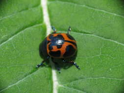 Image of Swamp Milkweed Leaf Beetle