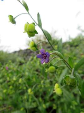 Image of Cynoglossum divaricatum Stephan ex Lehmann