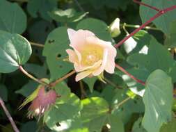 Image of upland cotton