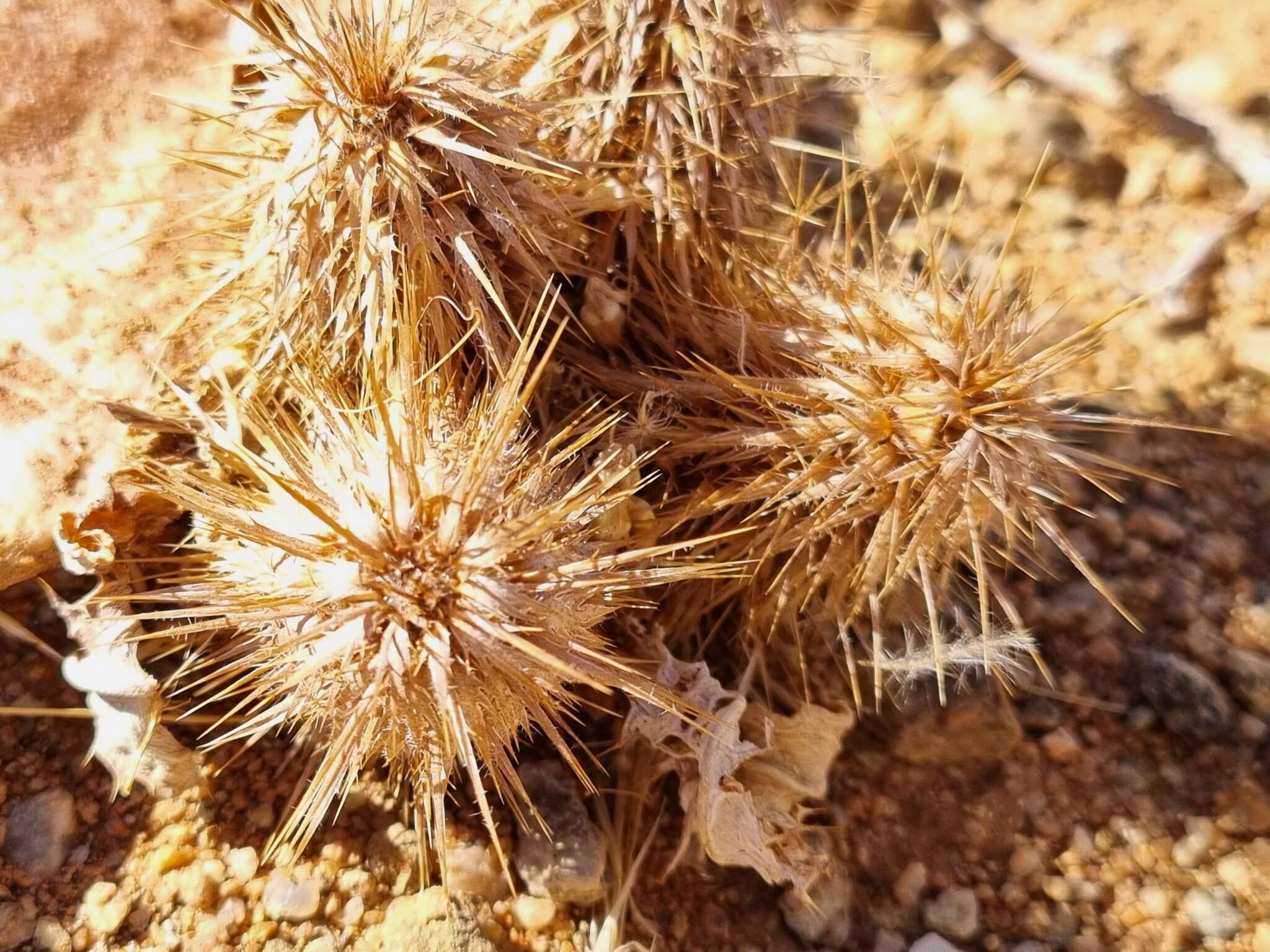 Acanthopsis disperma Harv. resmi