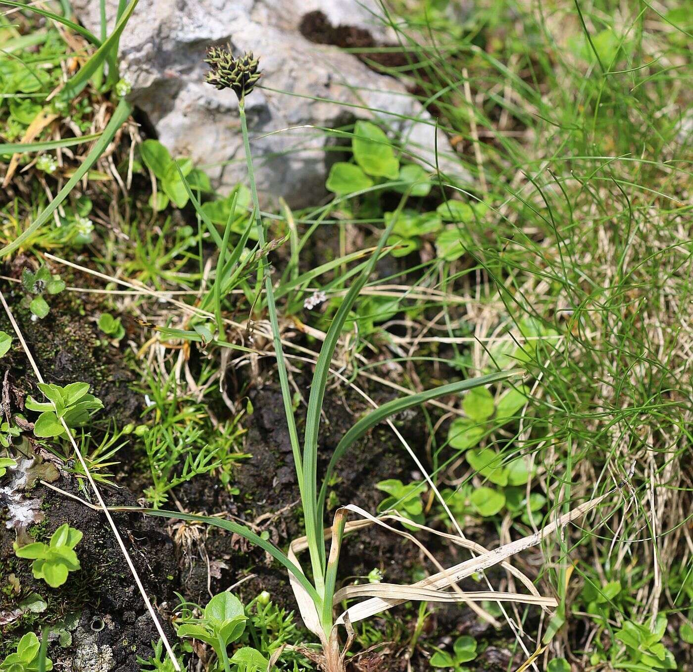 Imagem de Carex parviflora Host