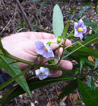 Plancia ëd Solanum subgen. Archaesolanum