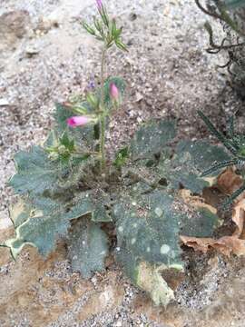 Image of broad-leaf gilia