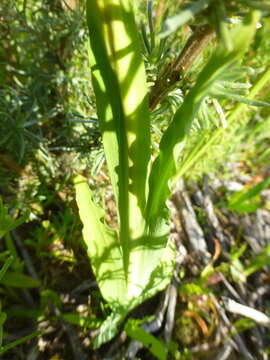 Image of Ixia scillaris L.