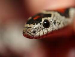 Image of Lampropeltis mexicana greeri