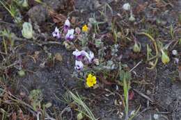 Image of Gray Slender Milkvetch