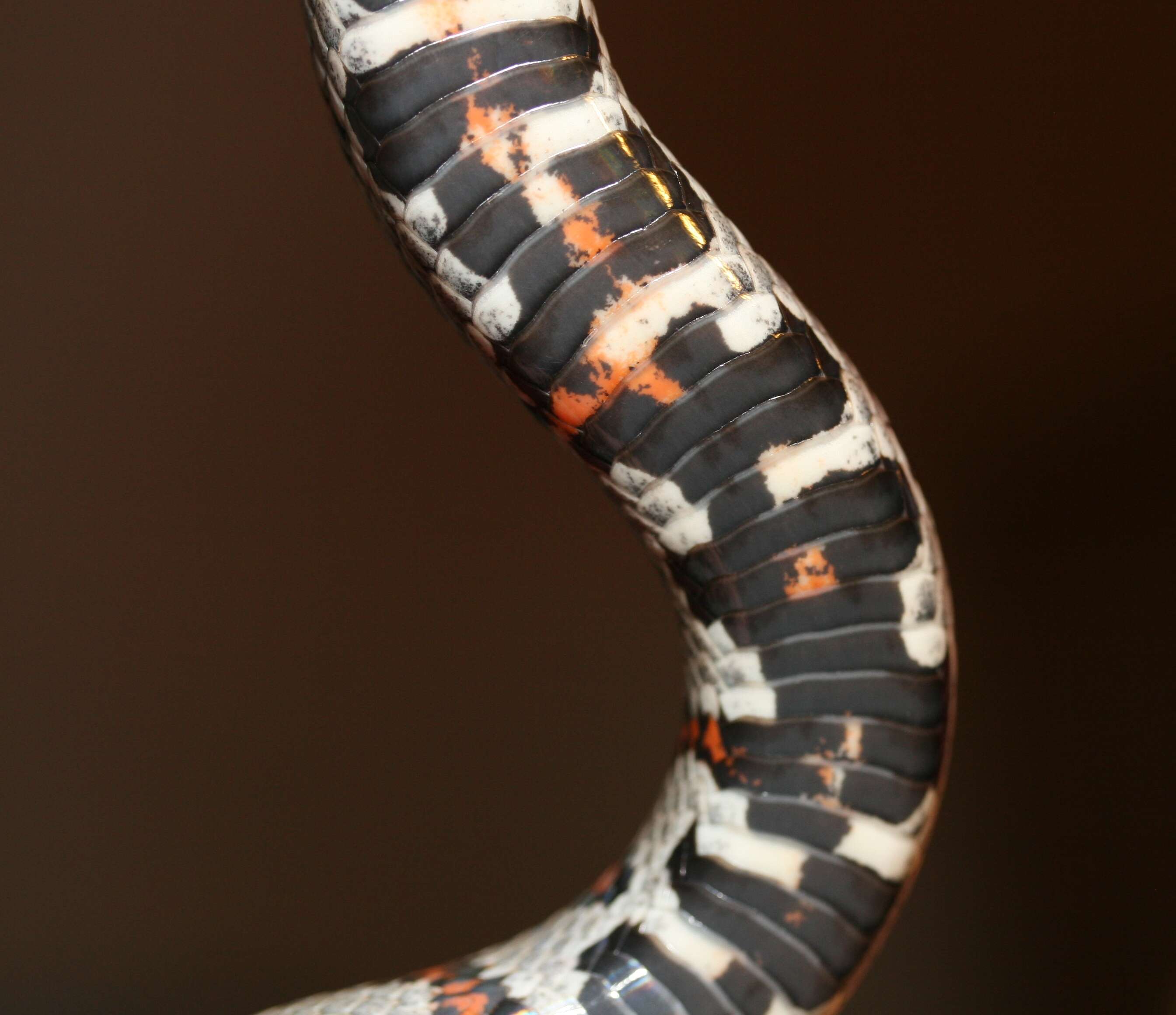 Image of Lampropeltis mexicana greeri