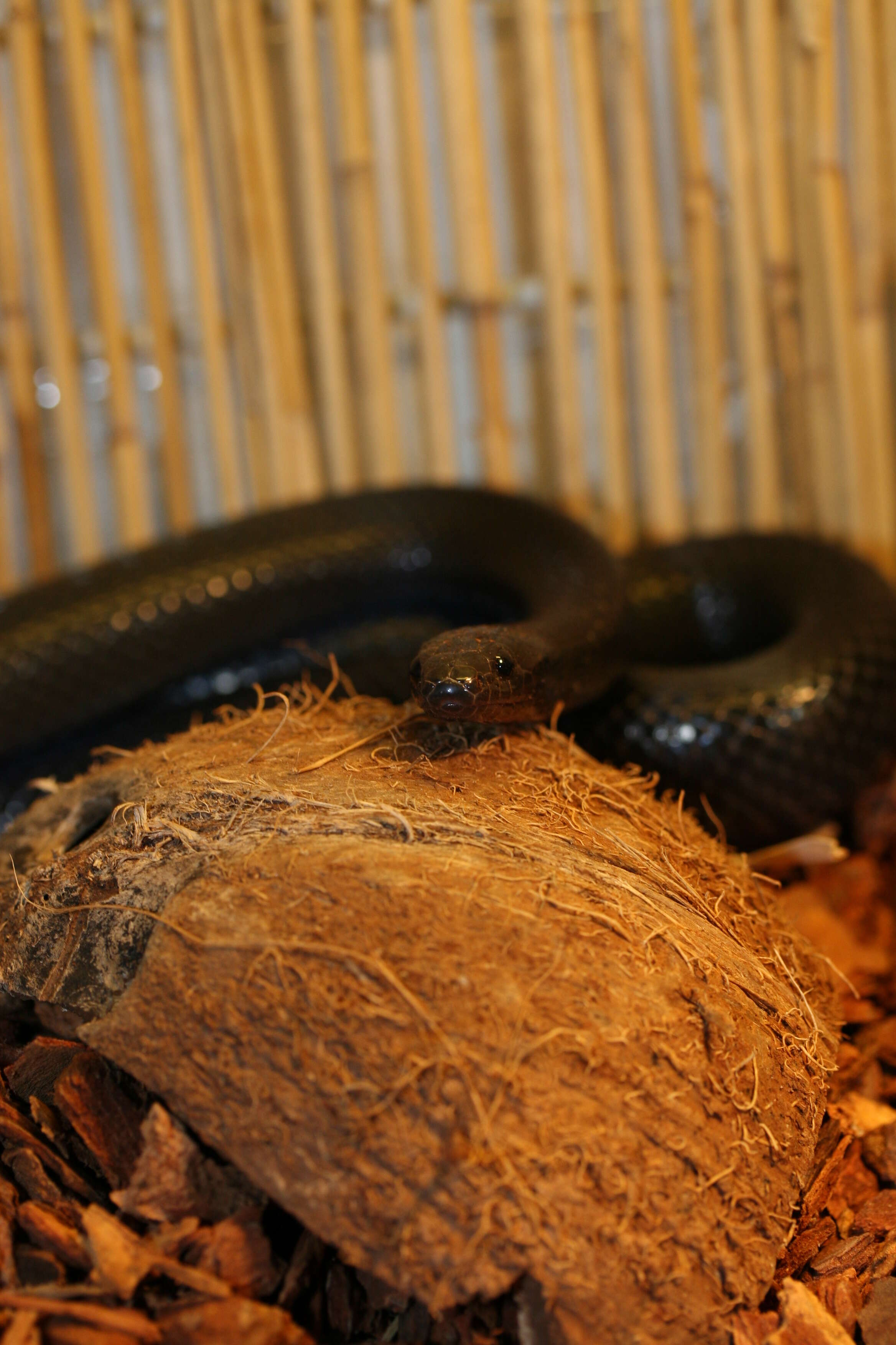 Image of Nuevo Leon Kingsnake