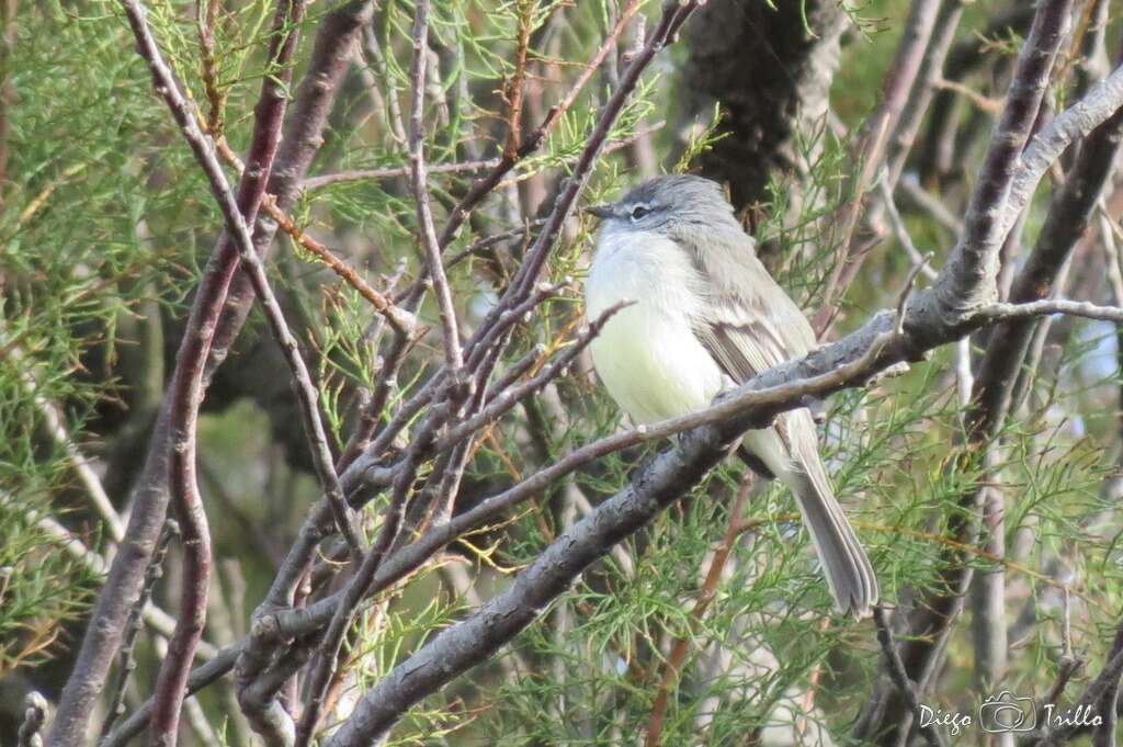 Image of White-crested Tyrannulet