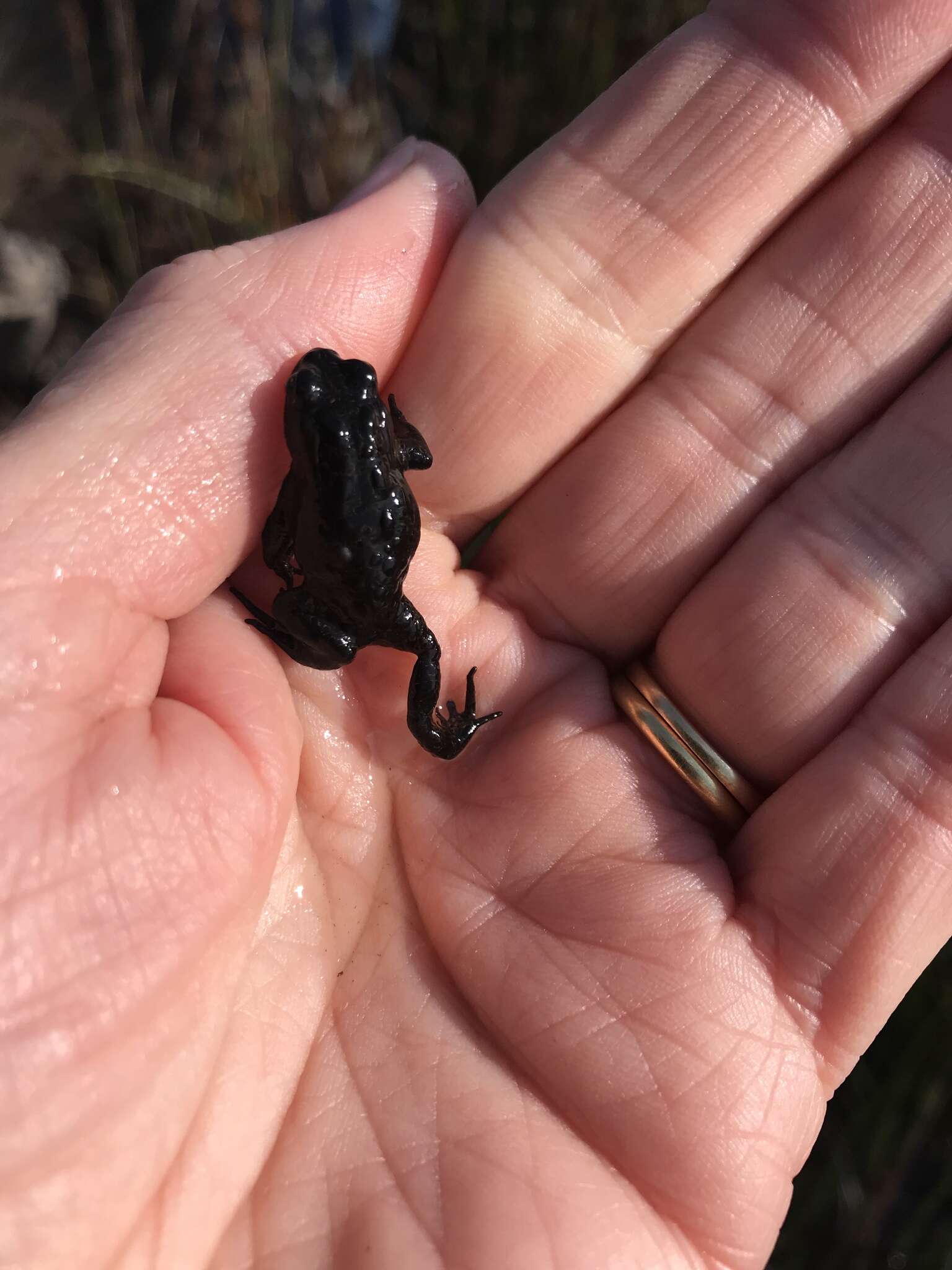 Image of Rose’s Mountain Toadlet