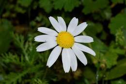 Image of Anthemis chia L.