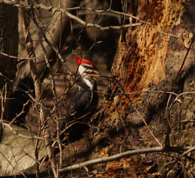 Image of Dryocopus pileatus abieticola (Bangs 1898)