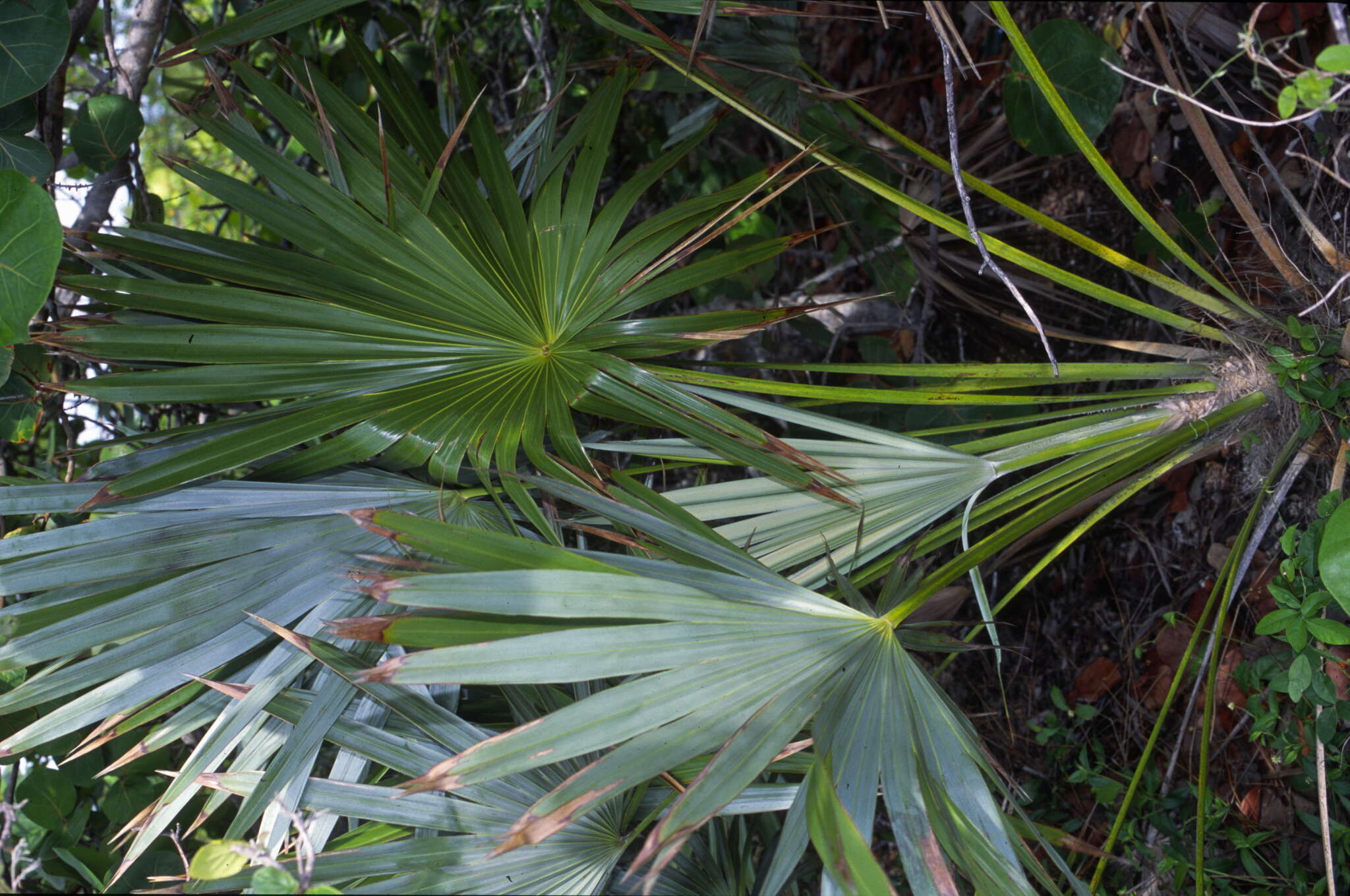 Image de Coccothrinax argentata (Jacq.) L. H. Bailey