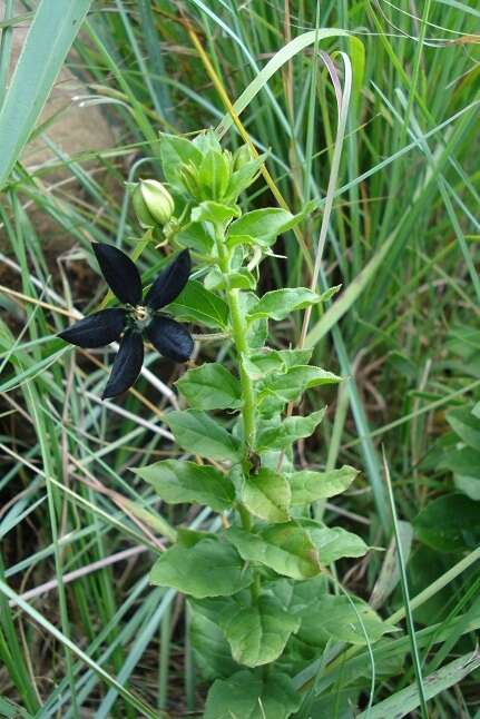 Image of Ceropegia gerrardii (Harv.) Bruyns