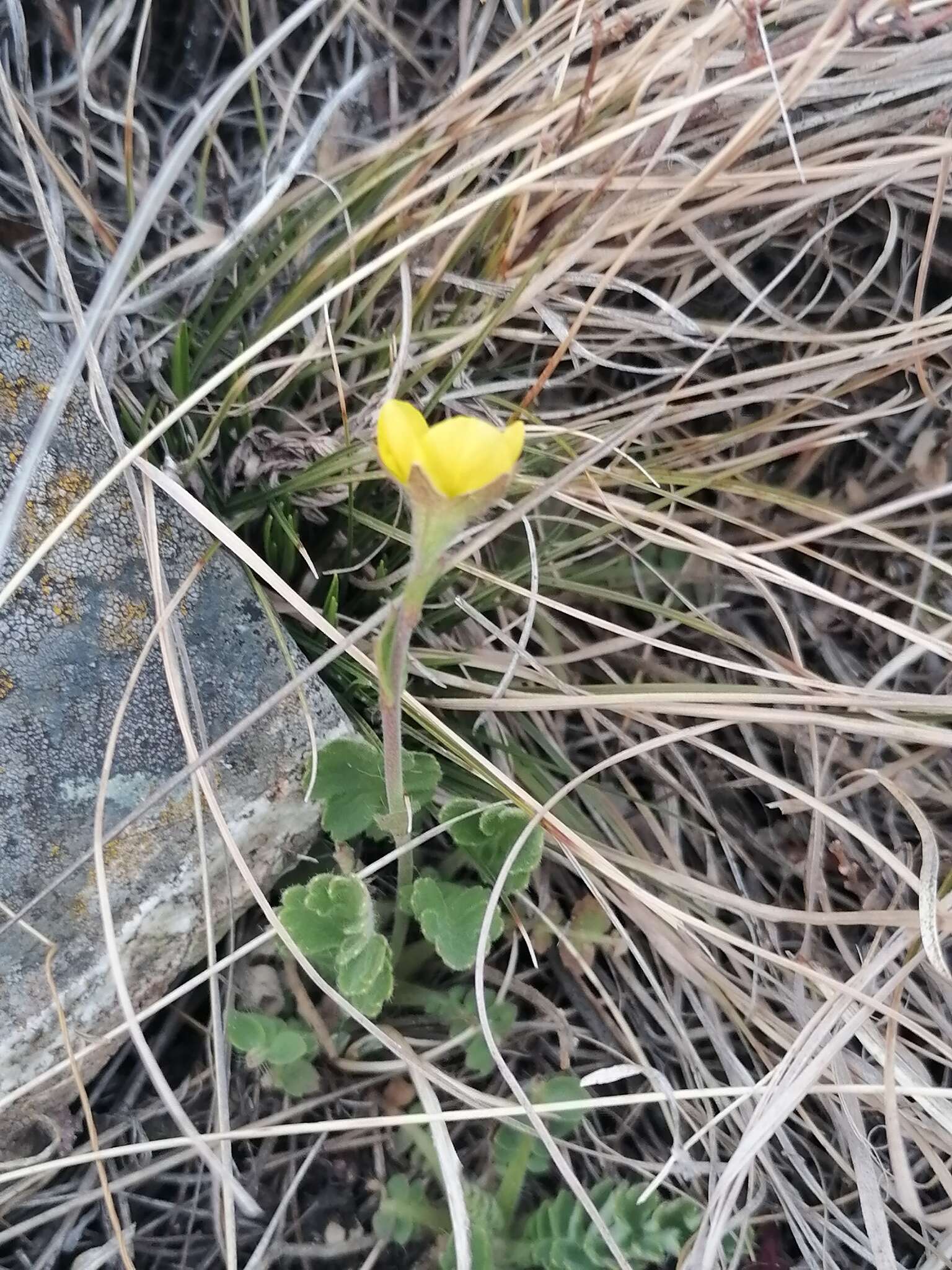 Image of Geum geoides (Pall.) Smedmark