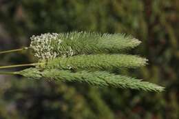 Image of Lemmon's canarygrass