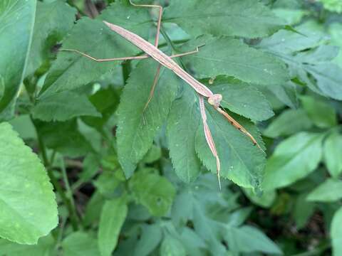 Image of Chinese Mantid