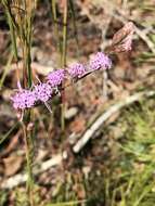 Image of grassleaf gayfeather