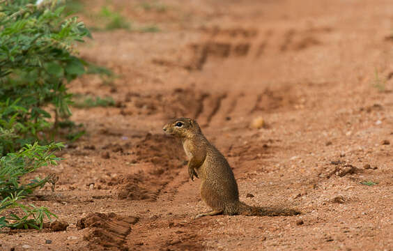 Xerus subgen. Xerus Hemprich & Ehrenberg 1833的圖片