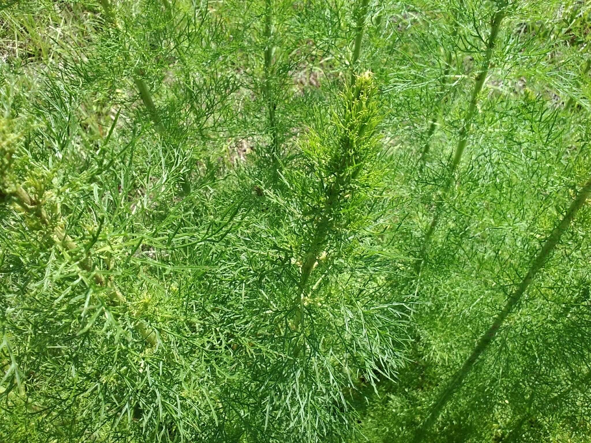 Eupatorium capillifolium (Lam.) Small的圖片