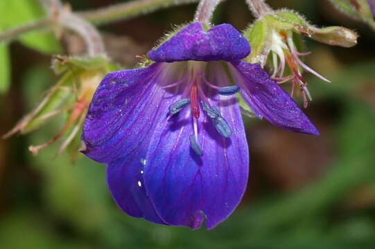 Image of Wood Crane's-bill