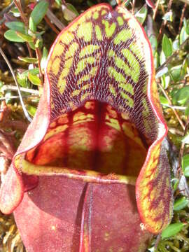 Image of purple pitcherplant