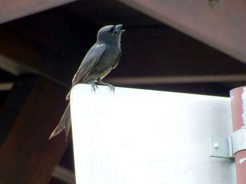 Image of Black Drongo