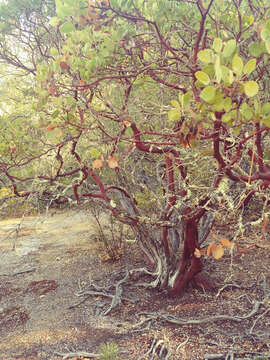 Image de Arctostaphylos manzanita subsp. manzanita