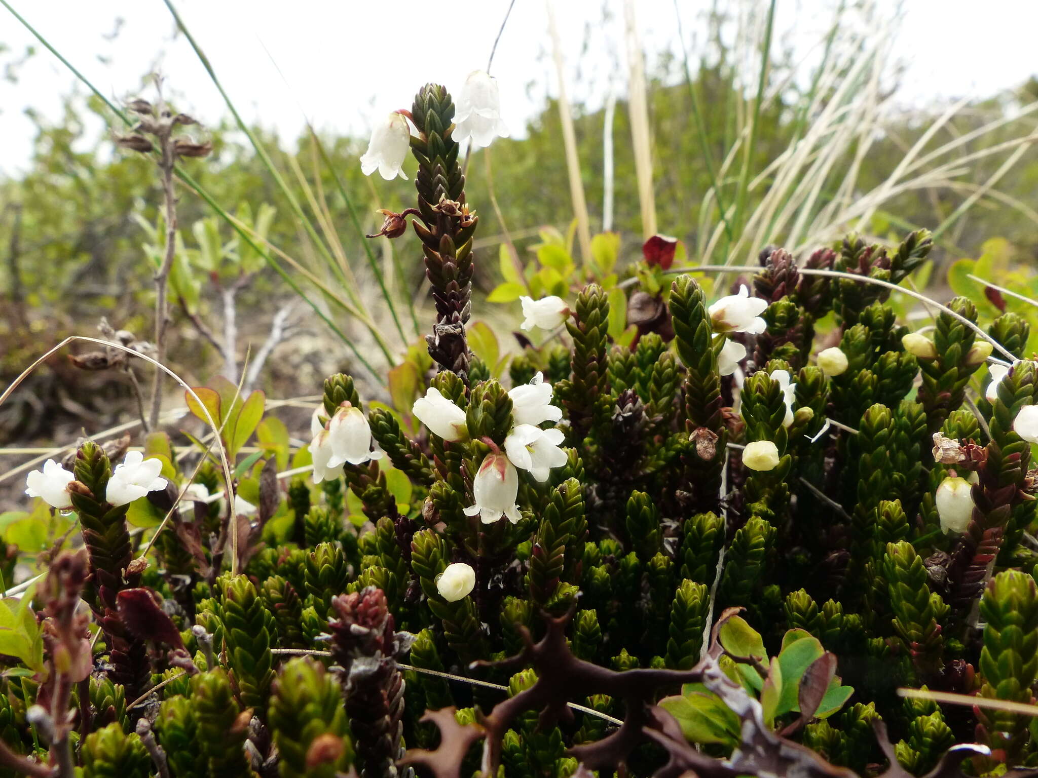 Image of white arctic mountain heather