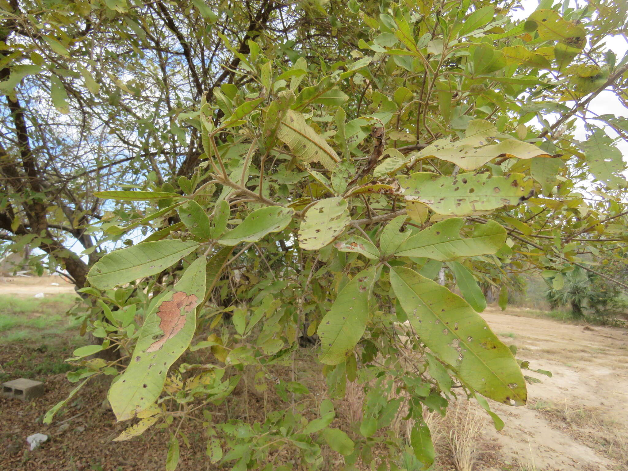 Image of Vitex pyramidata B. L. Rob.