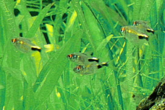 Image of Black wedge tetra