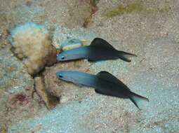 Image of Arrow dart-goby