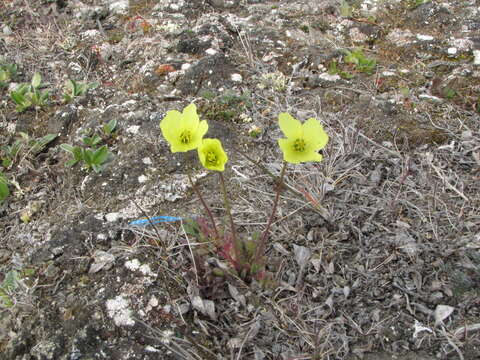 Image of Papaver schamurinii V. V. Petrovskii