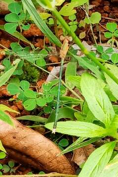 Imagem de Lestes elatus Hagen ex Selys 1862