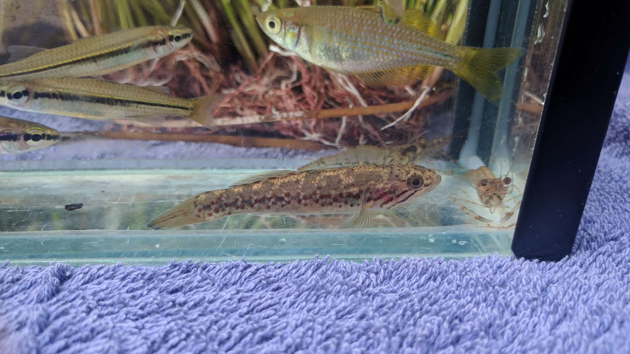 Image of Northern purplespotted gudgeon