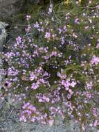 Image of Boronia pilosa subsp. pilosa